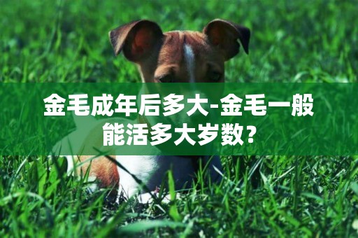 金毛成年后多大-金毛一般能活多大歲數？