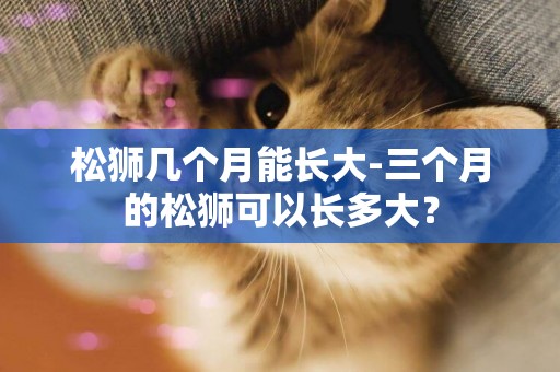 松獅幾個月能長大-三個月的松獅可以長多大？