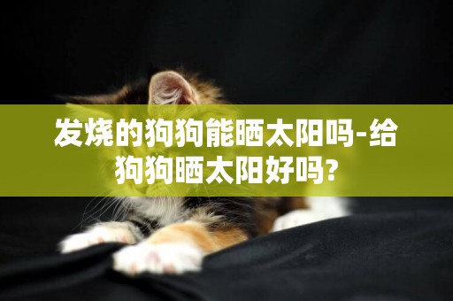 發燒的狗狗能曬太陽嗎-給狗狗曬太陽好嗎?
