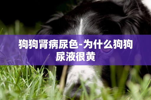 狗狗腎病尿色-為什么狗狗尿液很黃