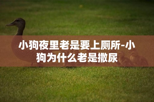 小狗夜里老是要上廁所-小狗為什么老是撒尿