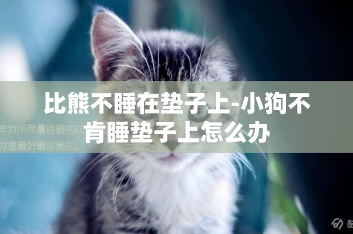 比熊不睡在墊子上-小狗不肯睡墊子上怎么辦