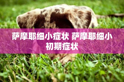 薩摩耶細小癥狀 薩摩耶細小初期癥狀