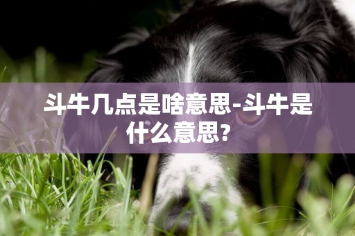斗牛幾點是啥意思-斗牛是什么意思?