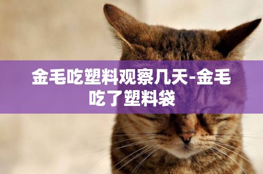金毛吃塑料觀察幾天-金毛吃了塑料袋