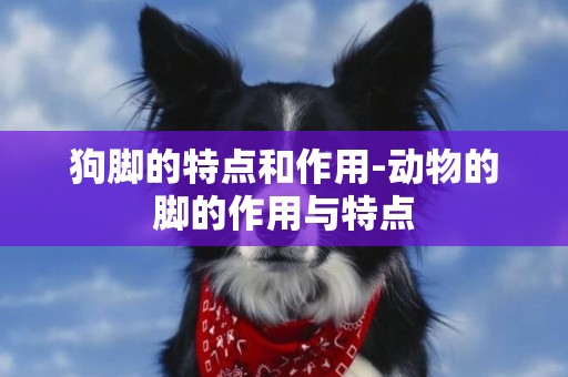 狗腳的特點和作用-動物的腳的作用與特點
