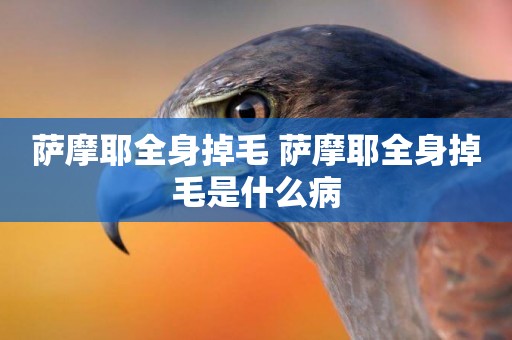 薩摩耶全身掉毛 薩摩耶全身掉毛是什么病
