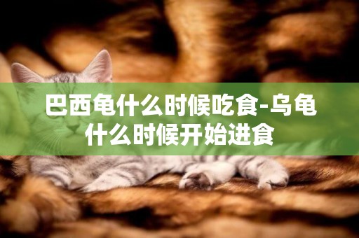 巴西龜什么時候吃食-烏龜什么時候開始進食