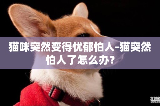 貓咪突然變得憂郁怕人-貓突然怕人了怎么辦？