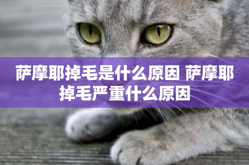 薩摩耶掉毛是什么原因 薩摩耶掉毛嚴重什么原因