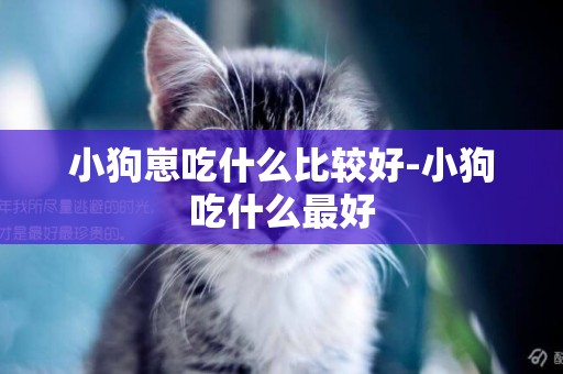 小狗崽吃什么比較好-小狗吃什么最好
