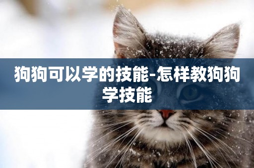 狗狗可以學的技能-怎樣教狗狗學技能