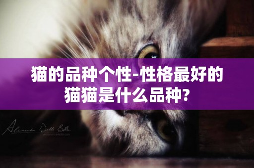 貓的品種個性-性格最好的貓貓是什么品種?