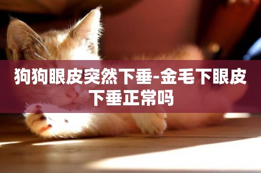 狗狗眼皮突然下垂-金毛下眼皮下垂正常嗎