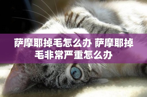 薩摩耶掉毛怎么辦 薩摩耶掉毛非常嚴重怎么辦