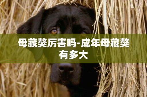 母藏獒厲害嗎-成年母藏獒有多大
