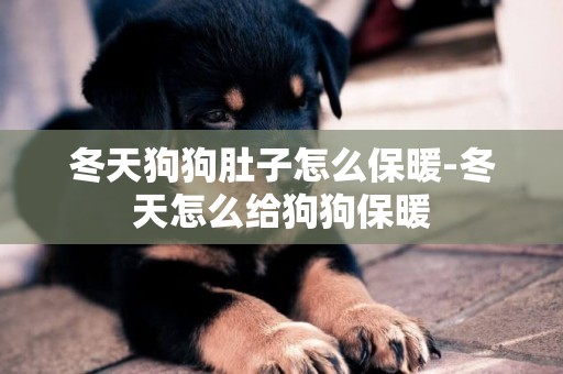 冬天狗狗肚子怎么保暖-冬天怎么給狗狗保暖