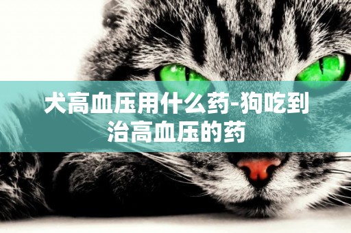 犬高血壓用什么藥-狗吃到治高血壓的藥