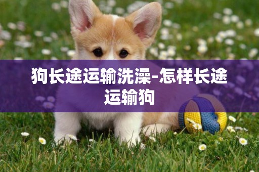 狗長途運輸洗澡-怎樣長途運輸狗