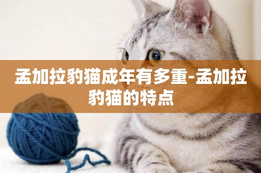 孟加拉豹貓成年有多重-孟加拉豹貓的特點