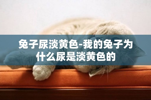 兔子尿淡黃色-我的兔子為什么尿是淡黃色的