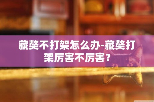 藏獒不打架怎么辦-藏獒打架厲害不厲害？