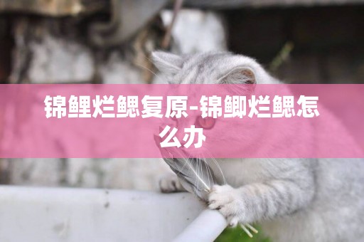 錦鯉爛鰓復原-錦鯽爛鰓怎么辦
