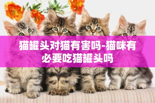 貓罐頭對貓有害嗎-貓咪有必要吃貓罐頭嗎
