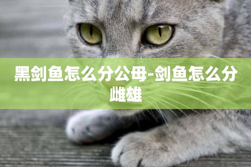 黑劍魚怎么分公母-劍魚怎么分雌雄