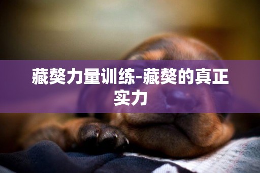 藏獒力量訓練-藏獒的真正實力