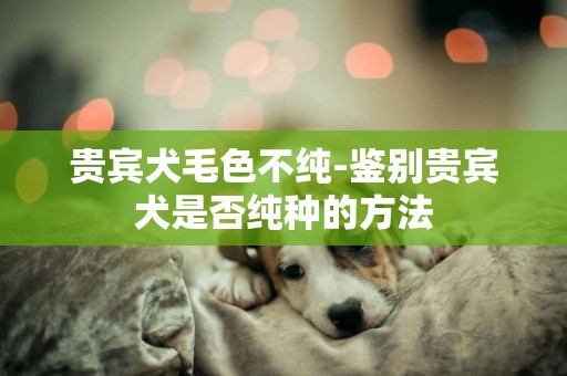 貴賓犬毛色不純-鑒別貴賓犬是否純種的方法