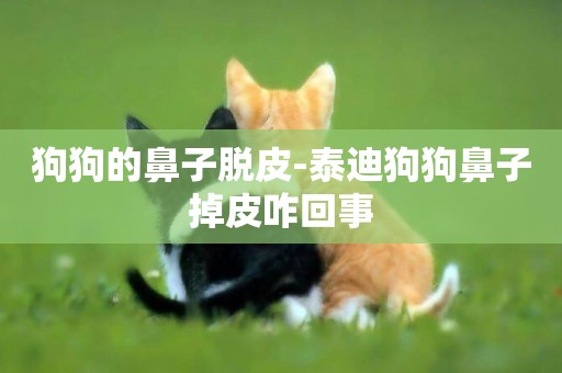 狗狗的鼻子脫皮-泰迪狗狗鼻子掉皮咋回事
