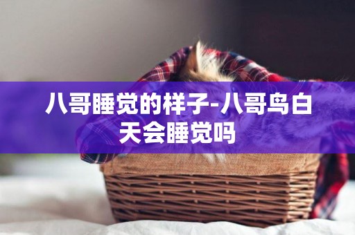 八哥睡覺的樣子-八哥鳥白天會睡覺嗎