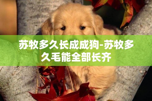 蘇牧多久長成成狗-蘇牧多久毛能全部長齊