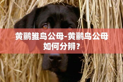黃鸝雛鳥公母-黃鸝鳥公母如何分辨？