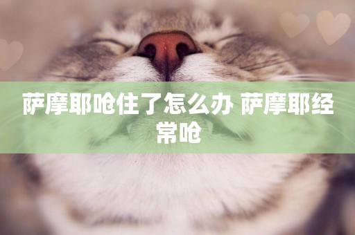 薩摩耶嗆住了怎么辦 薩摩耶經常嗆