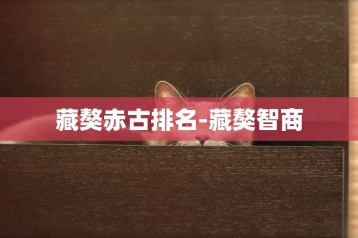 藏獒赤古排名-藏獒智商