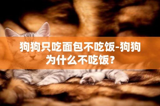 狗狗只吃面包不吃飯-狗狗為什么不吃飯？