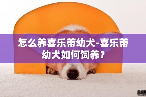 怎么養喜樂蒂幼犬-喜樂蒂幼犬如何飼養？