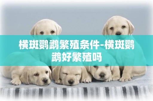 橫斑鸚鵡繁殖條件-橫斑鸚鵡好繁殖嗎