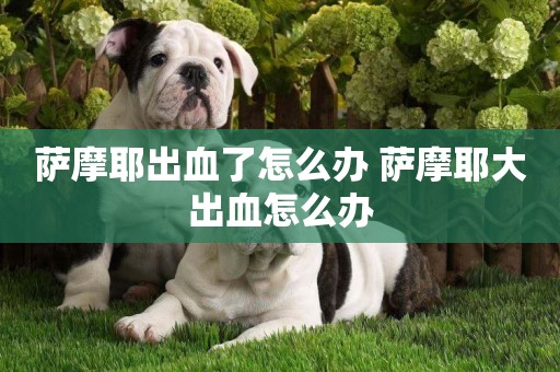 薩摩耶出血了怎么辦 薩摩耶大出血怎么辦