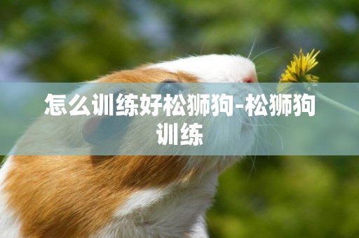 怎么訓練好松獅狗-松獅狗訓練