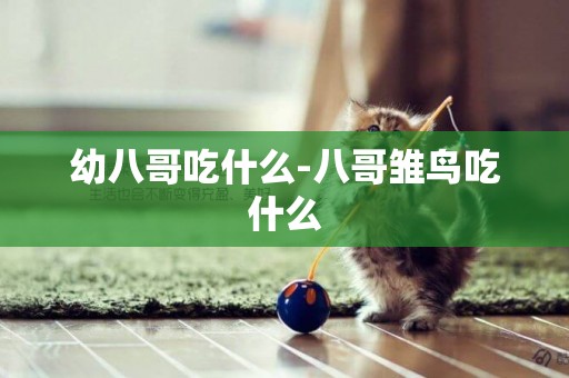 幼八哥吃什么-八哥雛鳥吃什么