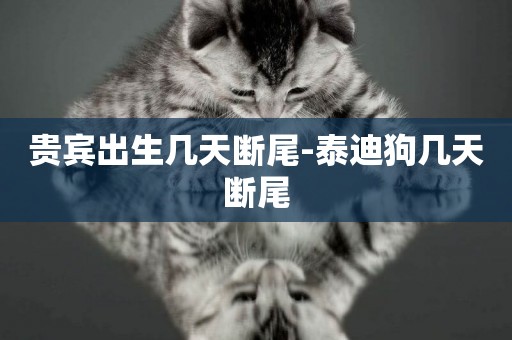 貴賓出生幾天斷尾-泰迪狗幾天斷尾