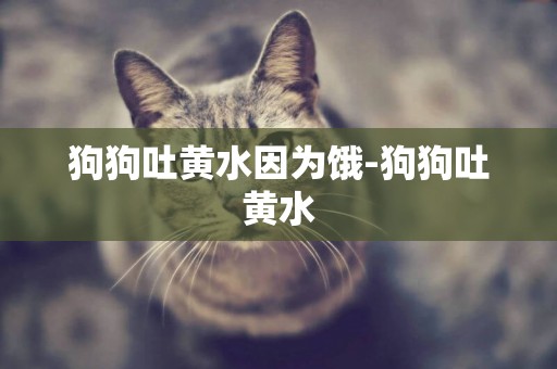 狗狗吐黃水因為餓-狗狗吐黃水