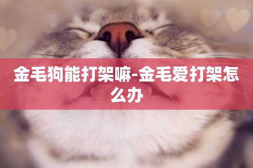 金毛狗能打架嘛-金毛愛打架怎么辦