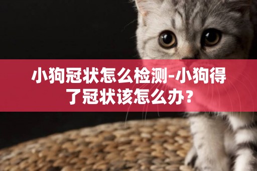 小狗冠狀怎么檢測-小狗得了冠狀該怎么辦？