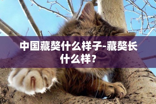 中國藏獒什么樣子-藏獒長什么樣？