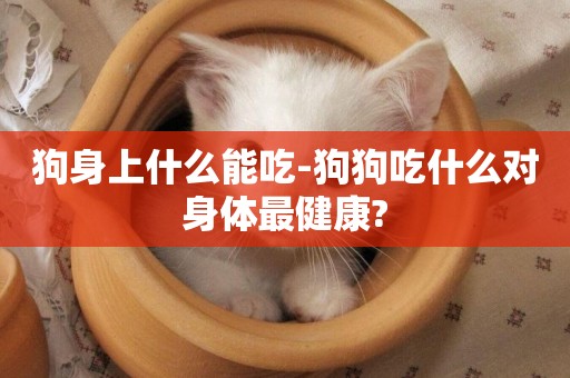 狗身上什么能吃-狗狗吃什么對身體最健康?