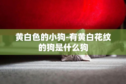 黃白色的小狗-有黃白花紋的狗是什么狗